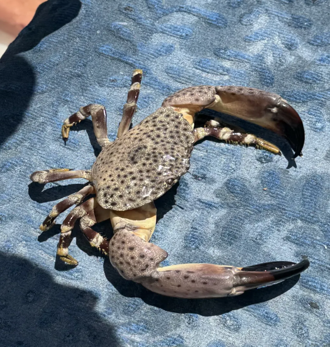 Brown crab on blue fabric surface