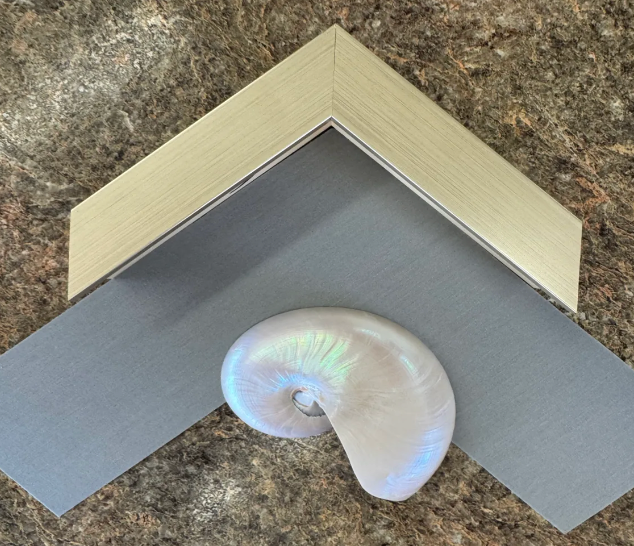 Nautilus shell in geometric frame display