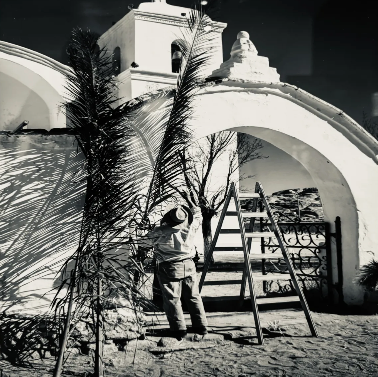Man climbing ladder on whitewashed building with palm