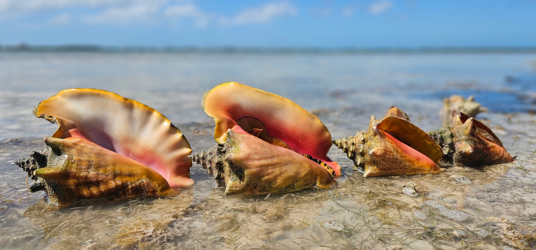 Colorful conch shells on a beach shore